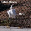 hgh-bird.JPG